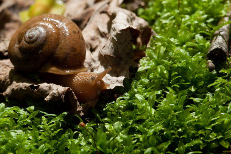 snail