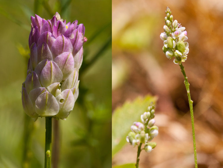 two milkwort species