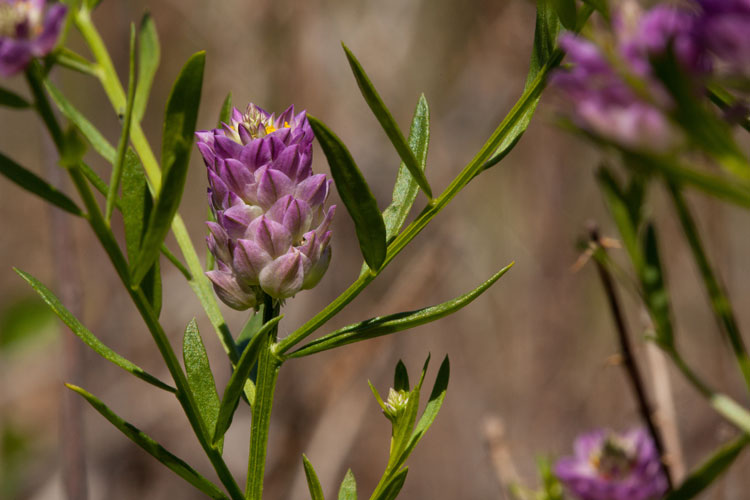 field milkwort