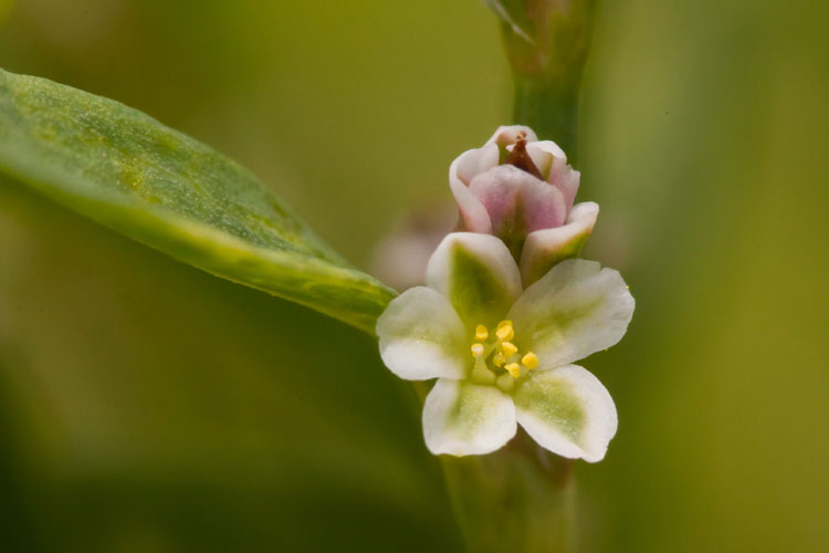 knotweed flower