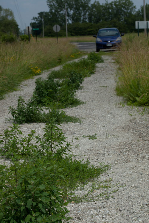 knotweed habitat