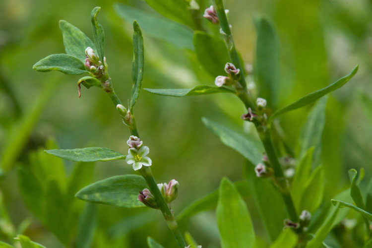 common knotweed