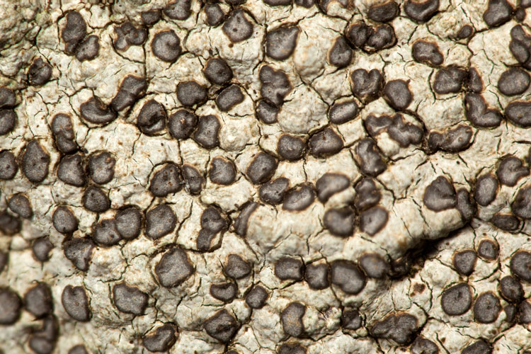 Porpidia apothecia