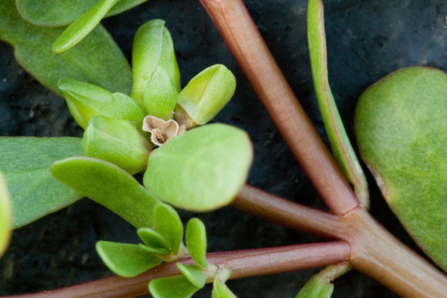 purslane