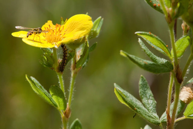 shrubby cinquefoil