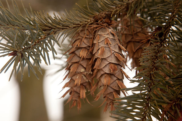 Douglas-fir branch