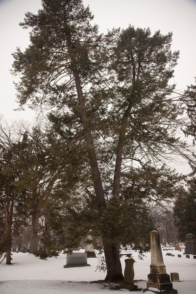 Douglas-fir