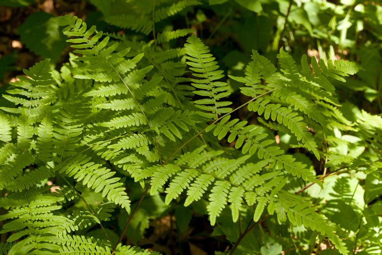 bracken fern