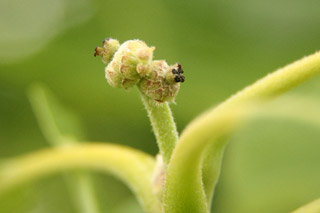 pistillate bur-oak 25may