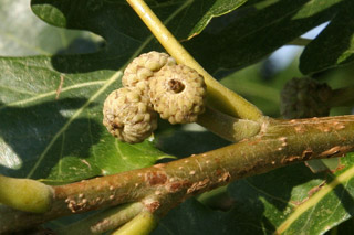 pistillate bur-oak 5jul