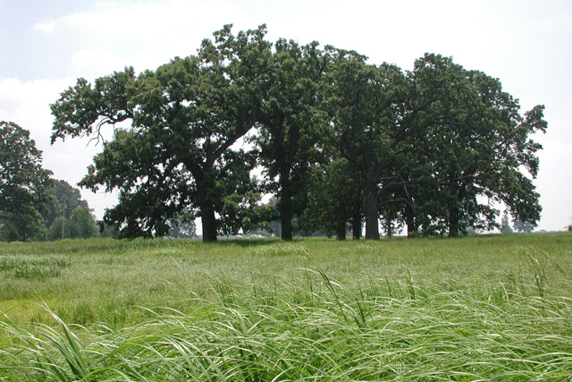 Daughmer bur-oak savannah