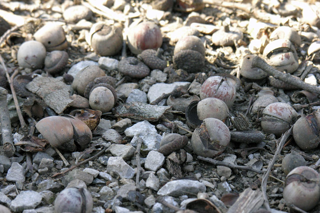 acorns on the ground