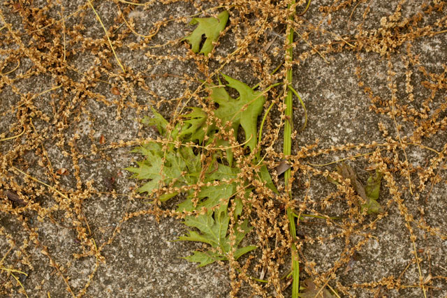 oak twig and staminate catkins