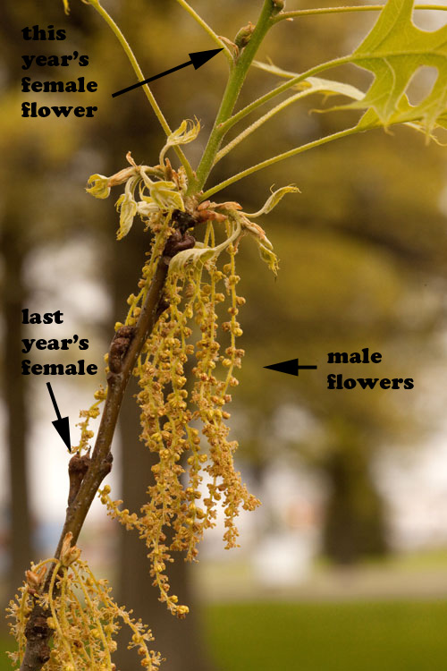 pin oak flowering branch