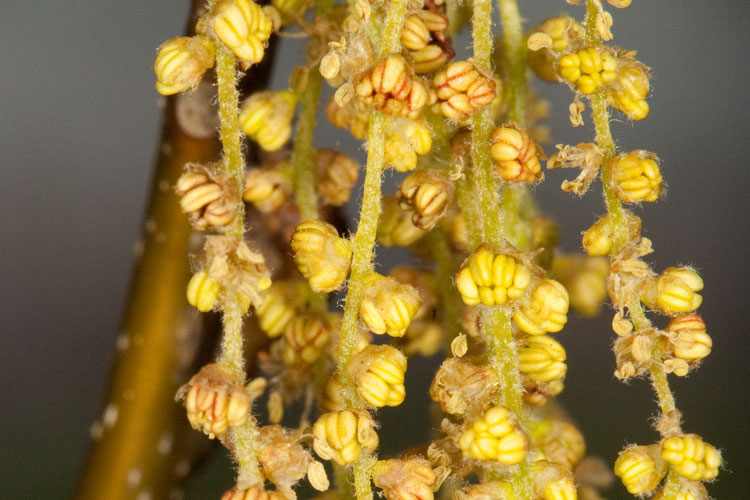 pin oak male flowers