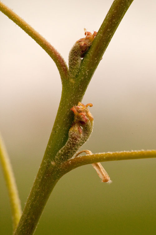 pin oak female flowers