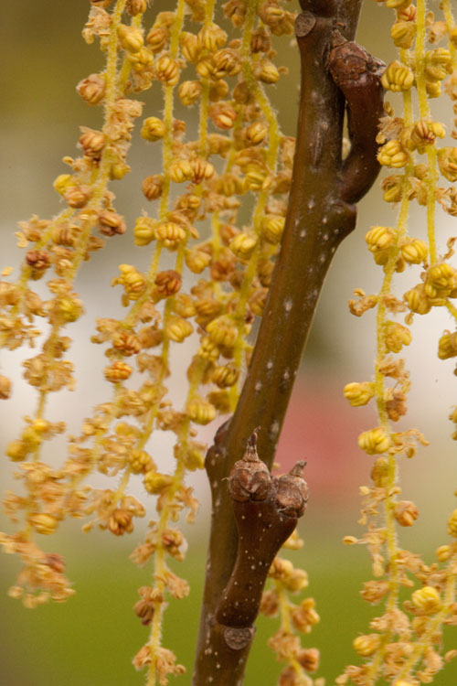 pin oak bay acorns