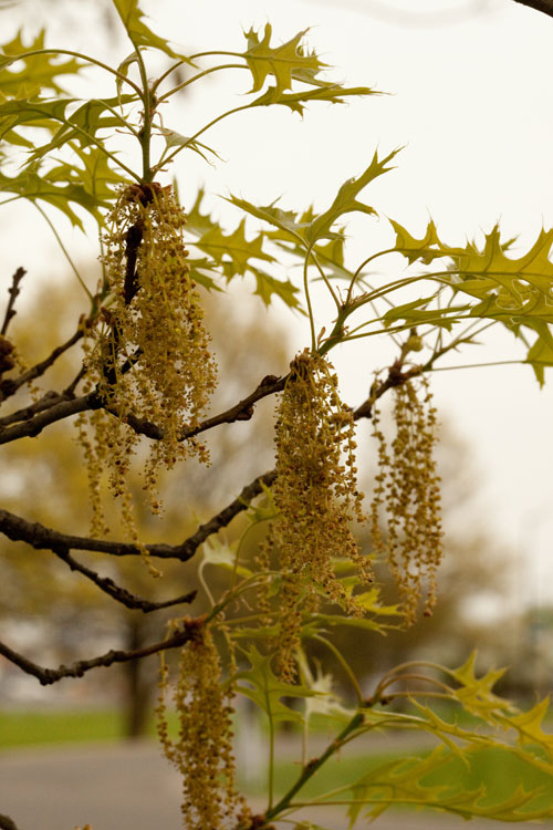 pin oak branch