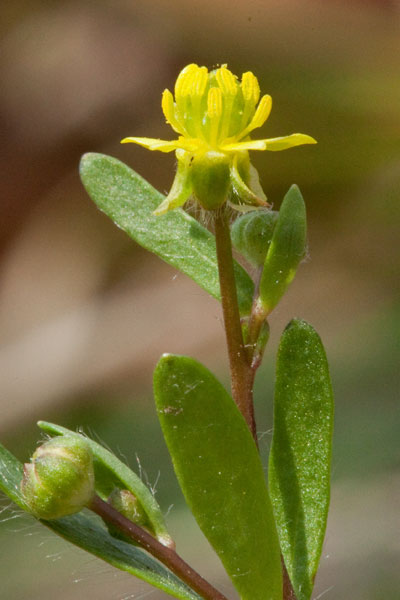 kidneyleaf buttercup