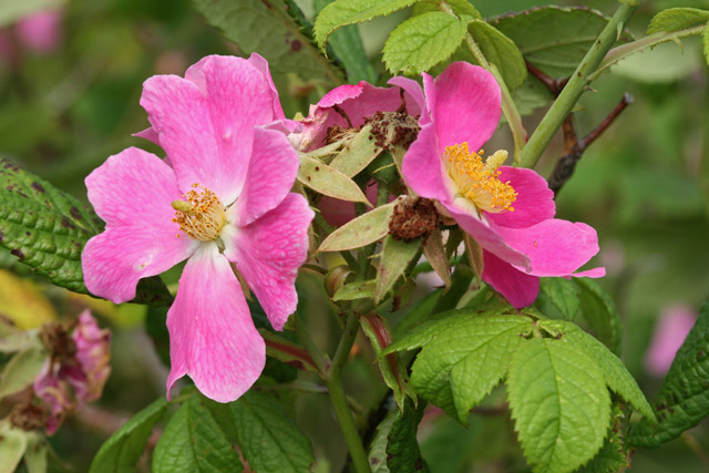 Rosa setigera