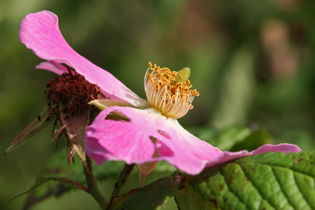 rose flower