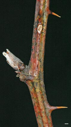 blackberry twig