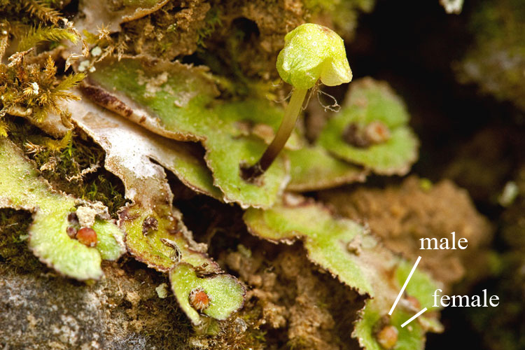 Reboulia hemisphaerica