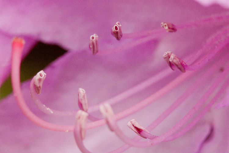 Rhodendron anthers