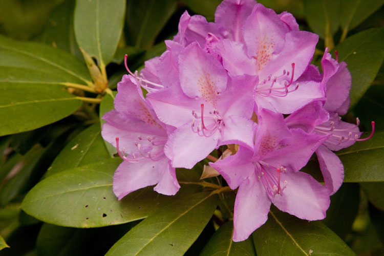 Rhododendron maximum