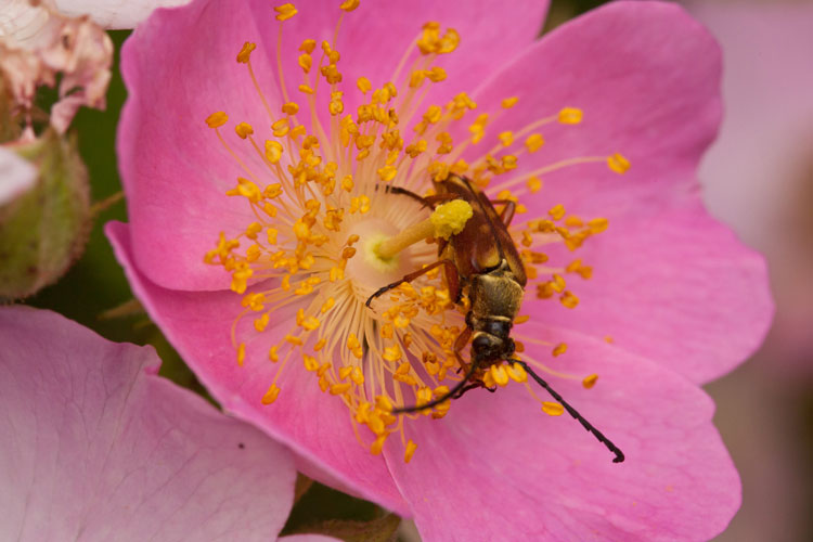 possible Typocerus acuticauda