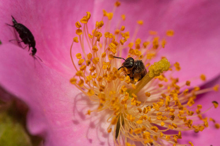 Rosa setigera