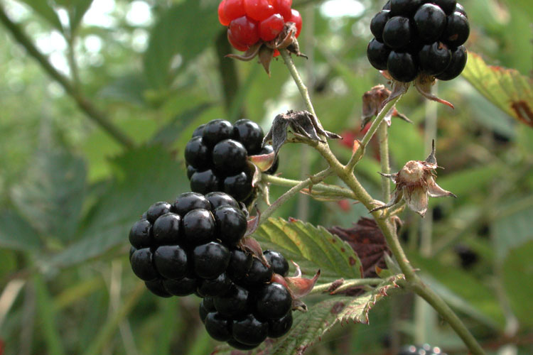 blackberry drupelets