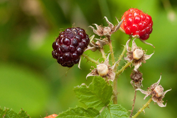 raspberry drupelets