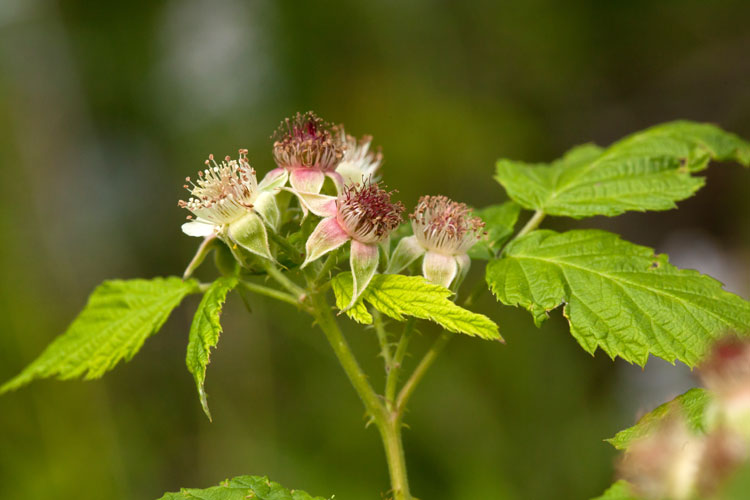 black raspberry in flower