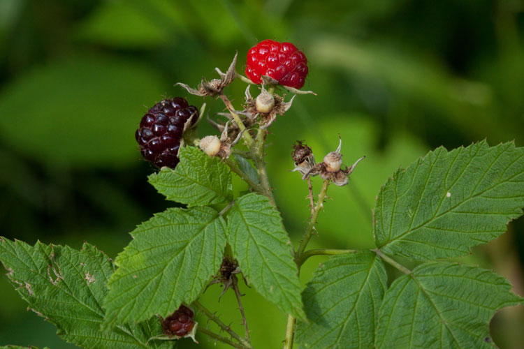 black raspberry