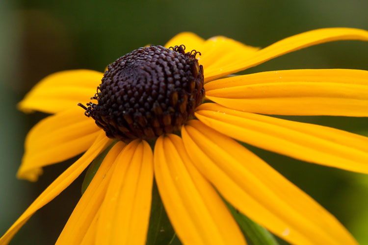 orange coneflower