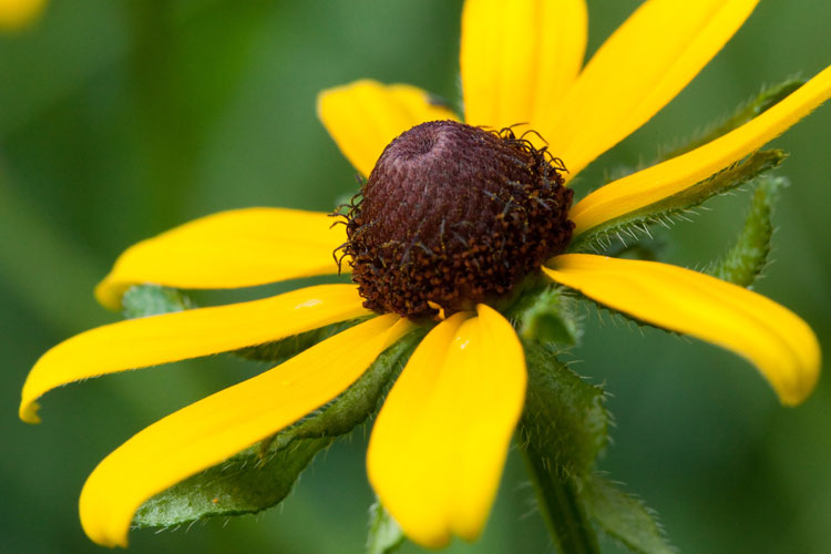 black-eyed Susan