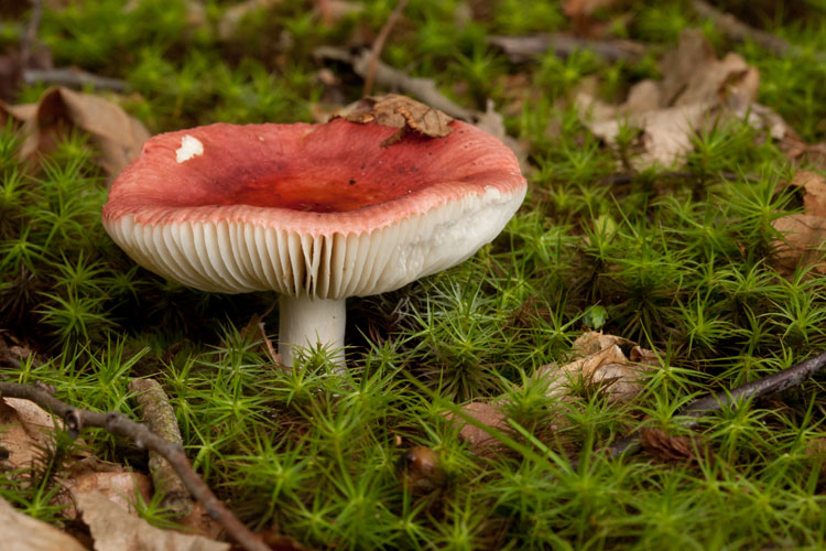 Russula