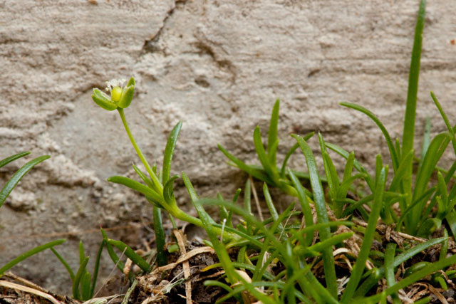 pearlwort