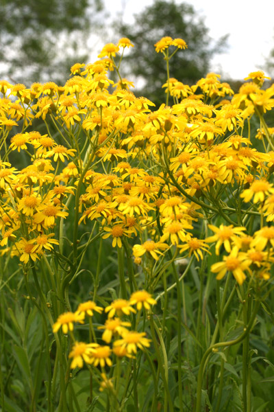 Senecio aureus