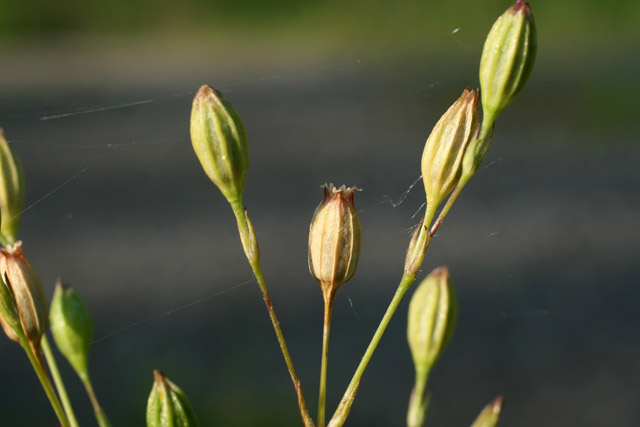 catchfly fruits