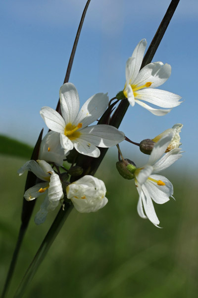 white blue-eyed grass