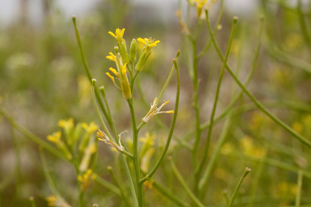 tumble mustarf flowers