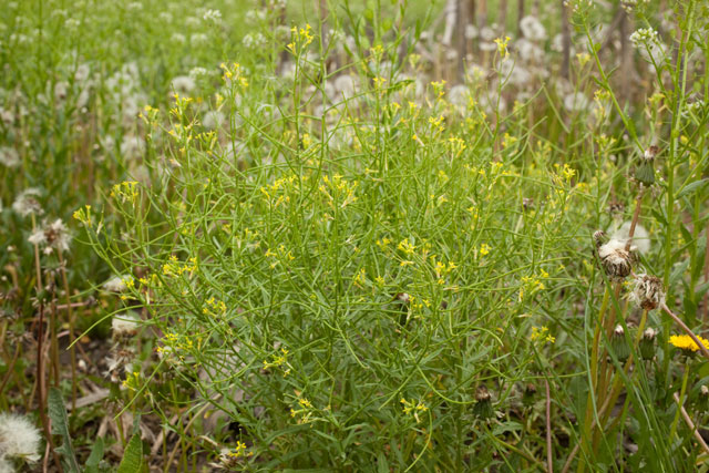 tumble mustard