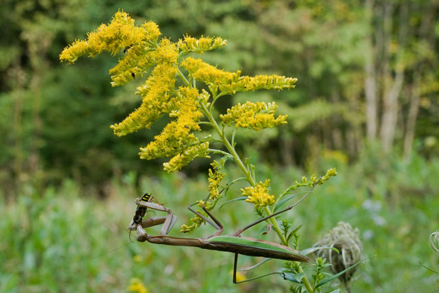 Canada goldenrod