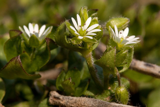 common chickweed