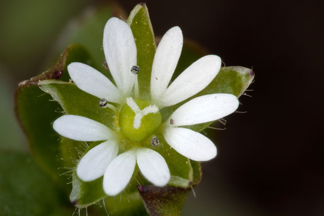 chickweed flower