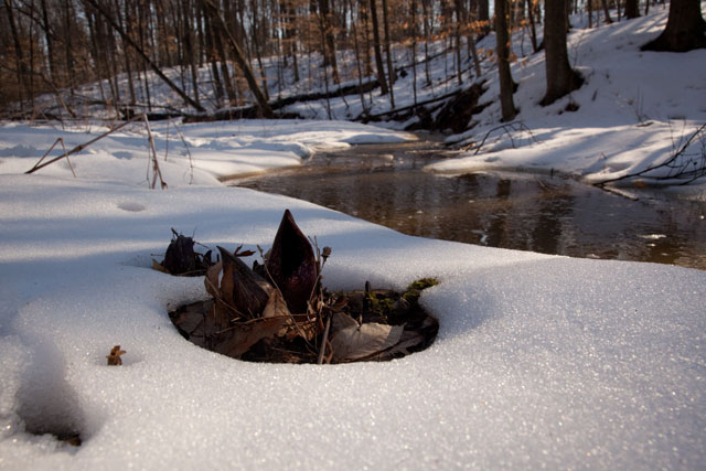 skunk cabbage