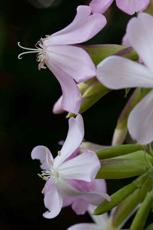 soapwort flowers