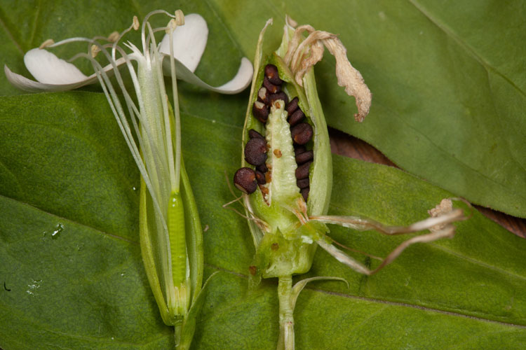 soapwort flower and fruit sectioned